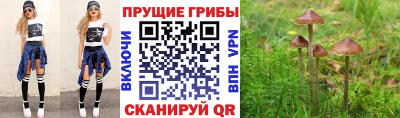 что такое   Армянск  Галлюциногенные грибы MAGIC MUSHROOMS 